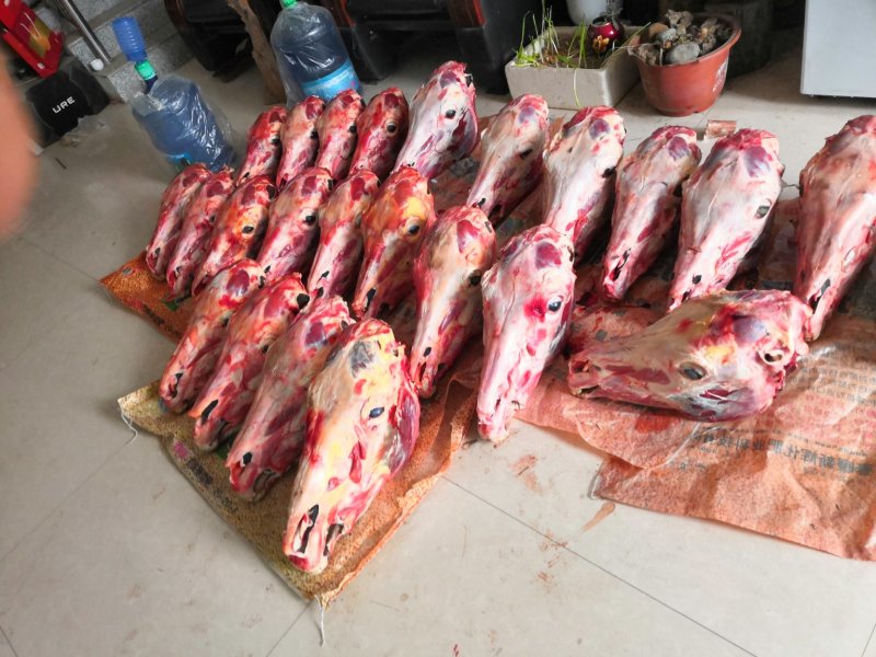 长期供应驴头剥皮带皮都有，新鲜驴头，个头均匀