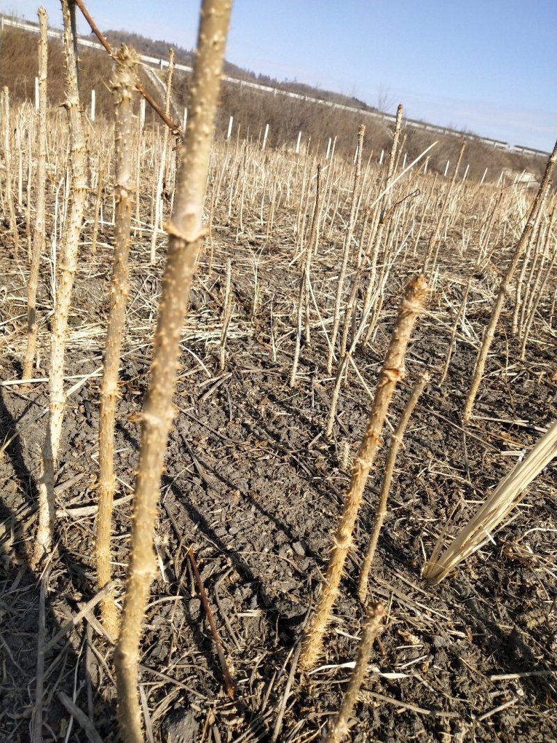 刺老包，刺嫩芽苗，成活率高，可提供栽培技术