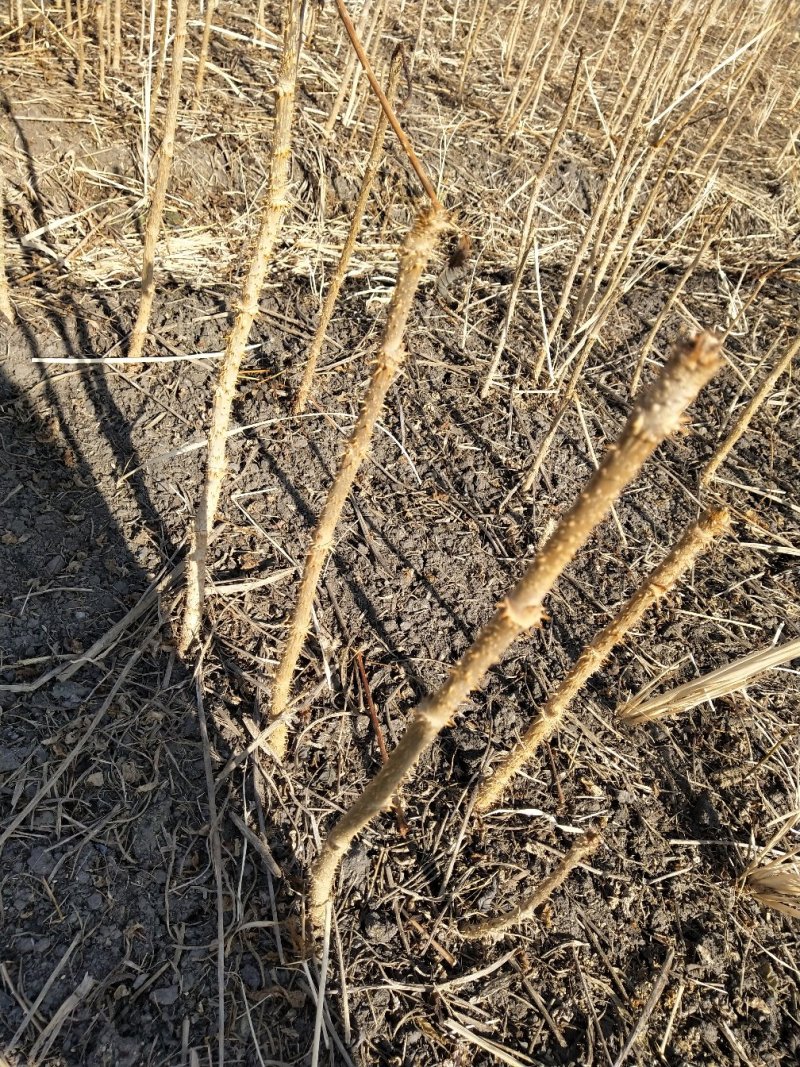刺老包，刺嫩芽苗，成活率高，可提供栽培技术