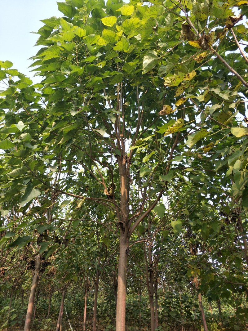 楸树