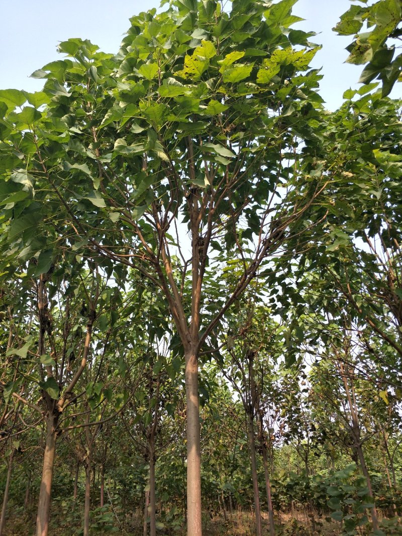 楸树