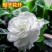 栀子花，大叶栀子花苗，浓香型栀子花苗小叶栀子花栀子花