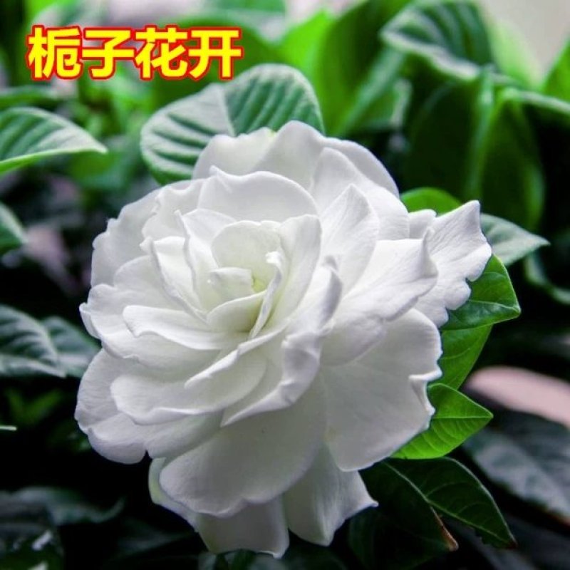 栀子花，大叶栀子花苗，浓香型栀子花苗小叶栀子花栀子花