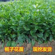 栀子花，大叶栀子花苗，浓香型栀子花苗小叶栀子花栀子花
