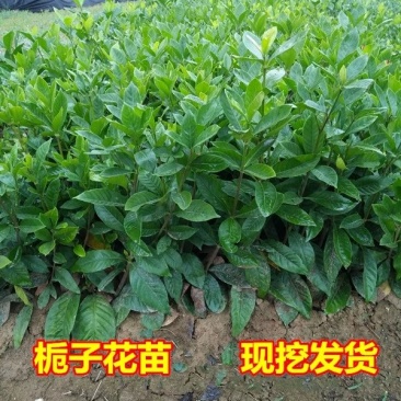 栀子花，大叶栀子花苗，浓香型栀子花苗小叶栀子花栀子花