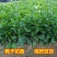 栀子花，大叶栀子花苗，浓香型栀子花苗小叶栀子花栀子花