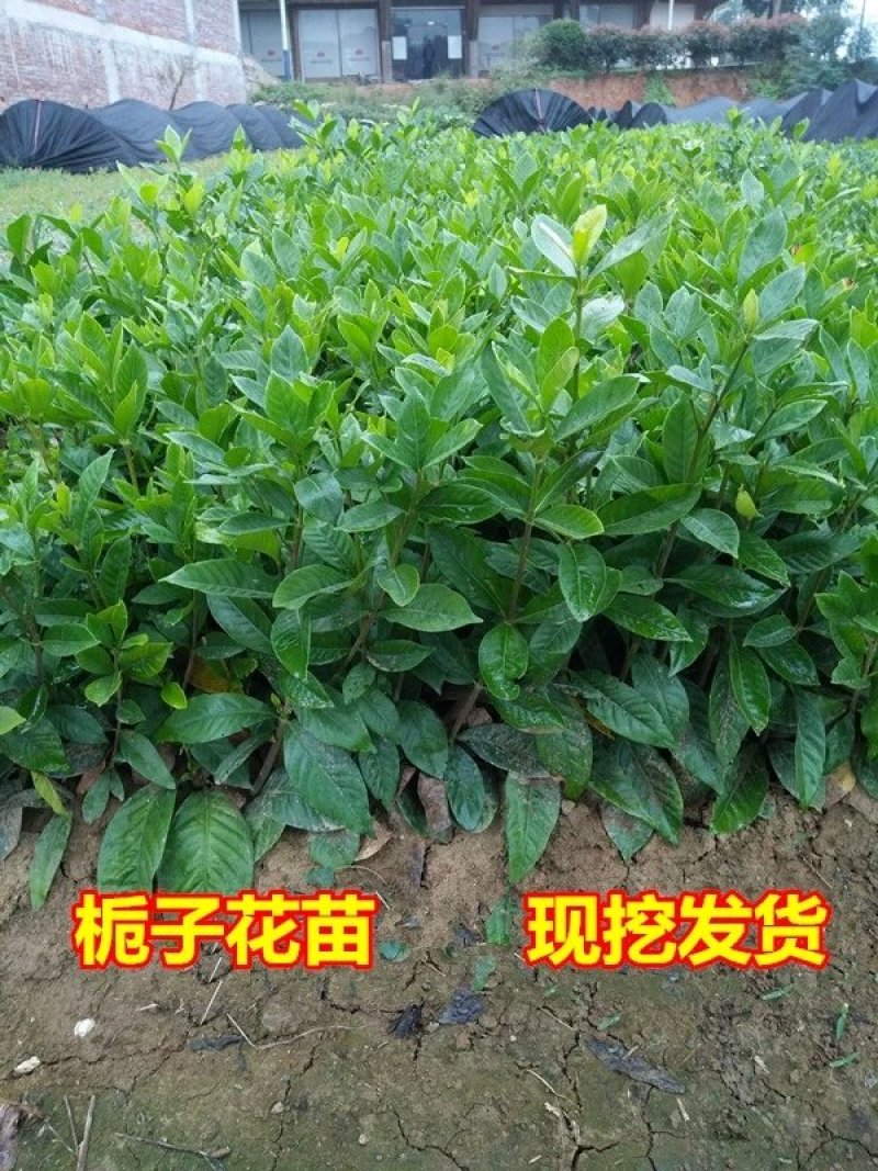 栀子花，大叶栀子花苗，浓香型栀子花苗小叶栀子花栀子花