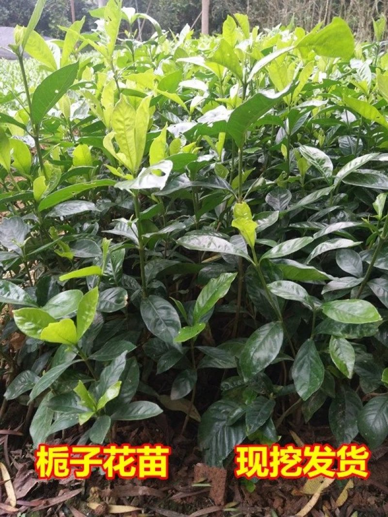 栀子花，大叶栀子花苗，浓香型栀子花苗小叶栀子花栀子花