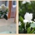 栀子花，大叶栀子花苗，浓香型栀子花苗小叶栀子花栀子花