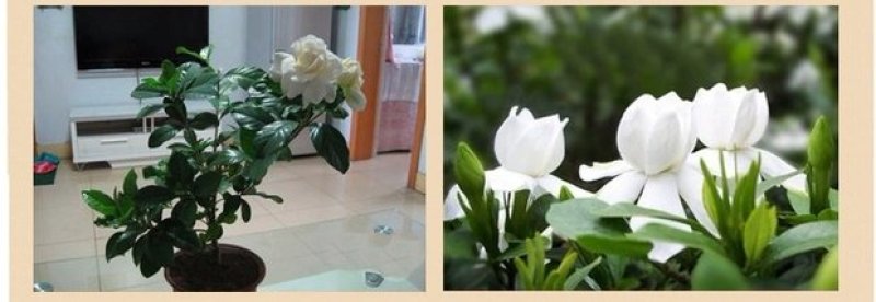 栀子花，大叶栀子花苗，浓香型栀子花苗小叶栀子花栀子花