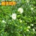 栀子花，大叶栀子花苗，浓香型栀子花苗小叶栀子花栀子花