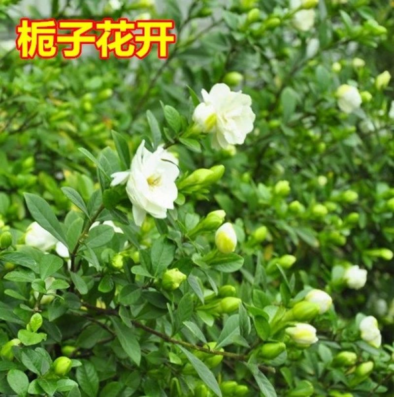 栀子花，大叶栀子花苗，浓香型栀子花苗小叶栀子花栀子花