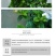 栀子花，大叶栀子花苗，浓香型栀子花苗小叶栀子花栀子花