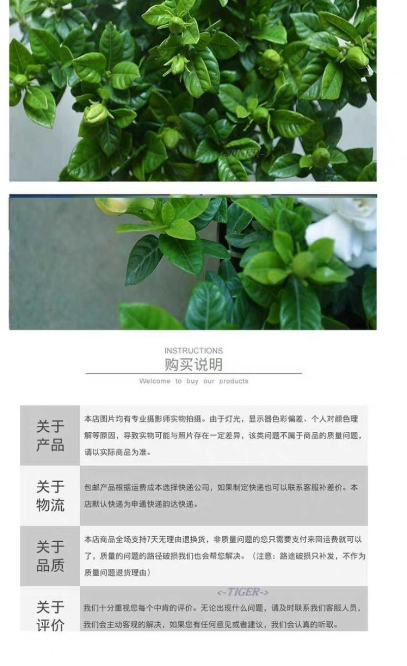 栀子花，大叶栀子花苗，浓香型栀子花苗小叶栀子花栀子花