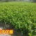 栀子花，大叶栀子花苗，浓香型栀子花苗小叶栀子花栀子花