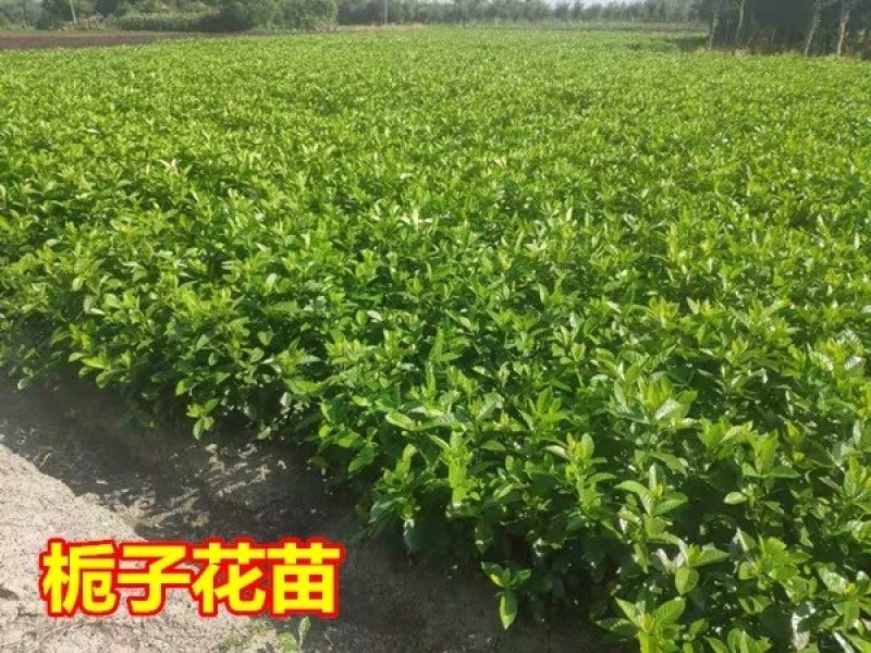 栀子花，大叶栀子花苗，浓香型栀子花苗小叶栀子花栀子花