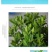 栀子花，大叶栀子花苗，浓香型栀子花苗小叶栀子花栀子花