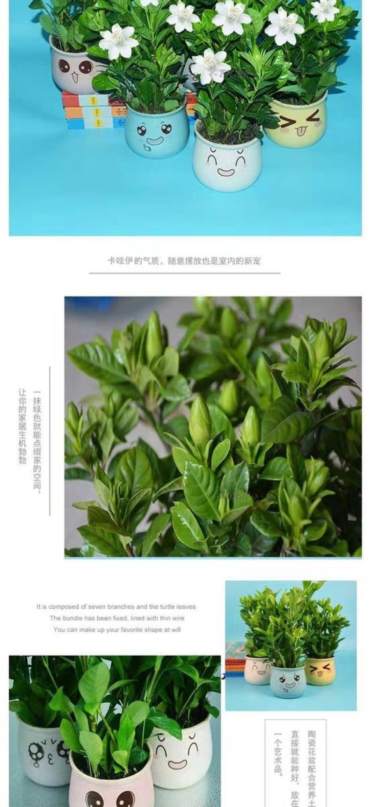 栀子花，大叶栀子花苗，浓香型栀子花苗小叶栀子花栀子花