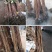 柿子苗嫁接黑柿子树苗水果苗柿子苗南方北方种植庭院盆栽