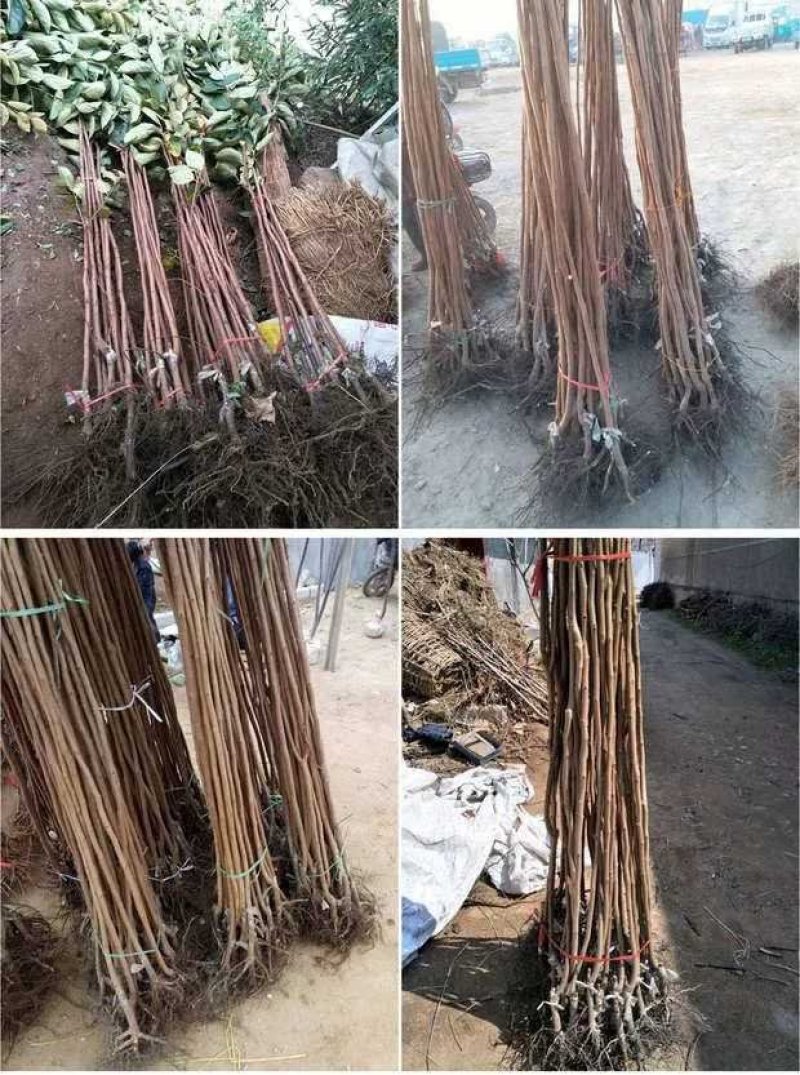 柿子苗嫁接黑柿子树苗水果苗柿子苗南方北方种植庭院盆栽
