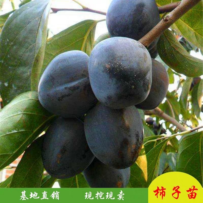柿子苗嫁接黑柿子树苗水果苗柿子苗南方北方种植庭院盆栽