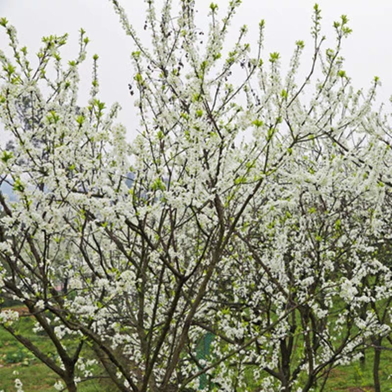 李子树苗南方北方种植青皮李树苗庭院盆栽地栽当年结果嫁接果
