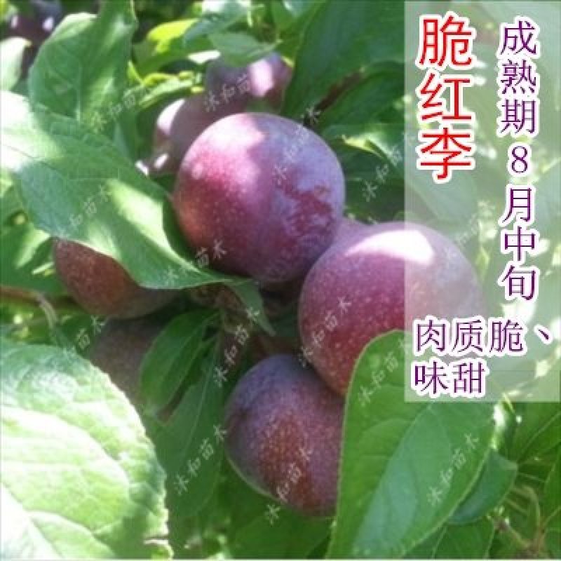 李子树苗南方北方种植脆红李子树苗庭院盆栽地栽当年结果