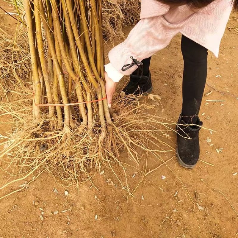桃树苗嫁接黄菊油桃树苗水果苗油桃苗南方北方种植黄桃苗