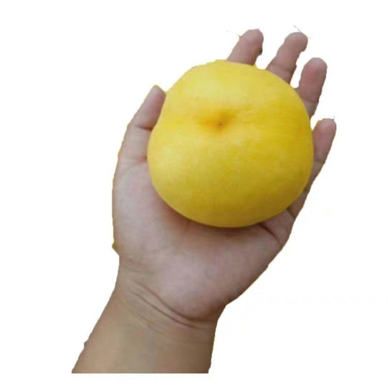 桃树苗嫁接黄菊油桃树苗水果苗油桃苗南方北方种植黄桃苗