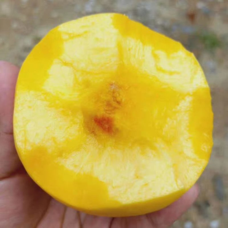 桃树苗嫁接黄菊油桃树苗水果苗油桃苗南方北方种植黄桃苗