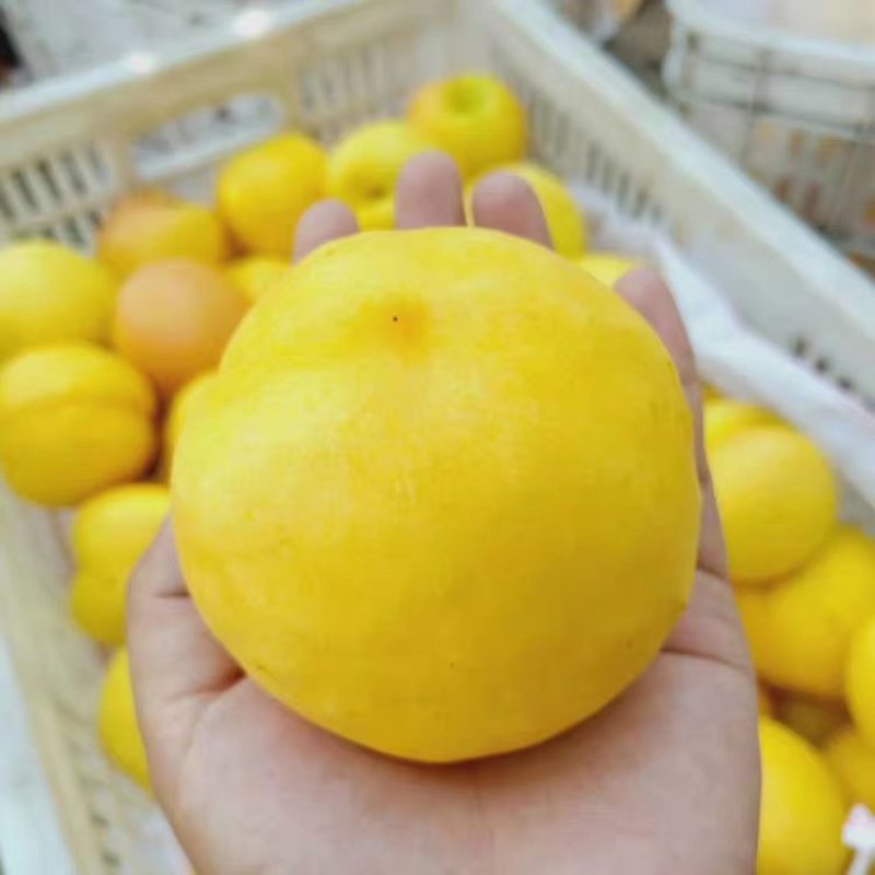 桃树苗嫁接黄菊油桃树苗水果苗油桃苗南方北方种植黄桃苗