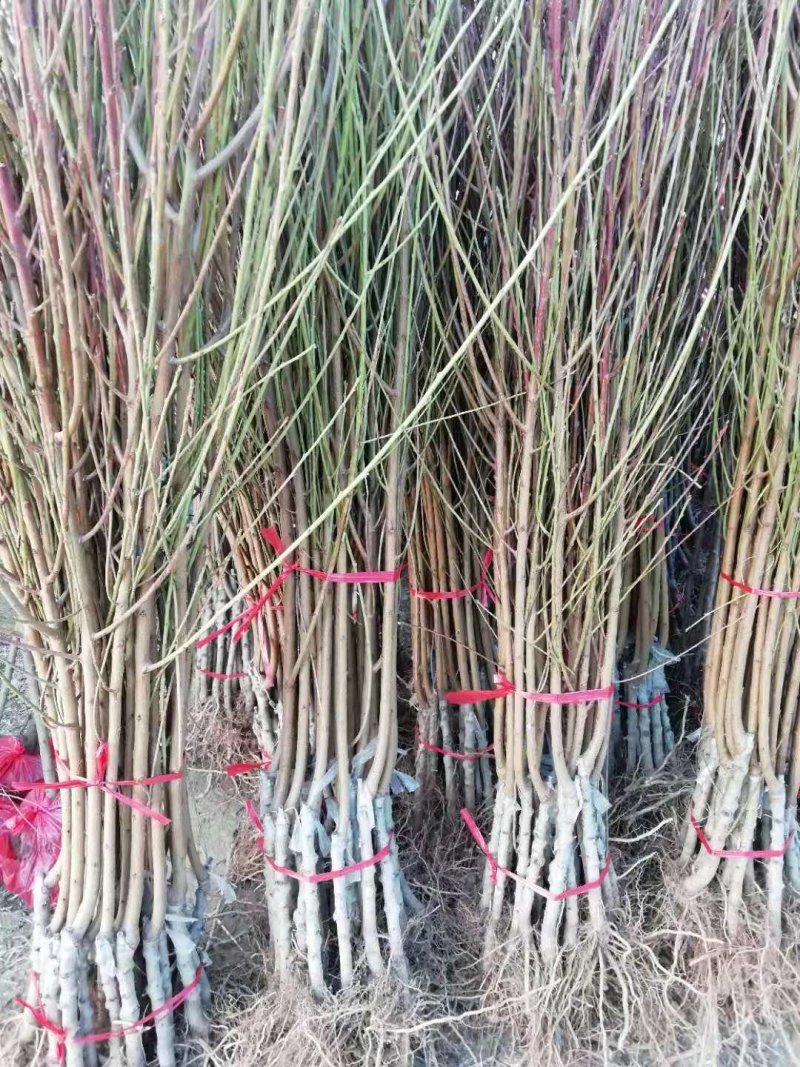 桃树苗嫁接黄菊油桃树苗水果苗油桃苗南方北方种植黄桃苗