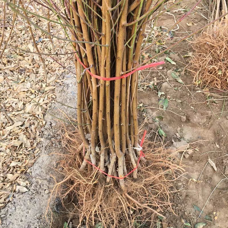 嫁接桃树苗黄金蜜桃果树苗桃树苗嫁接黄桃苗黄金蜜1号桃树