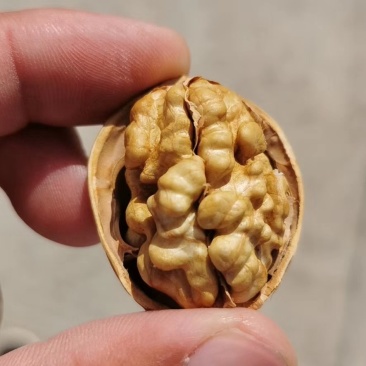 新疆阿克苏185纸皮核桃5斤包邮孕妇宝宝安全健康食品