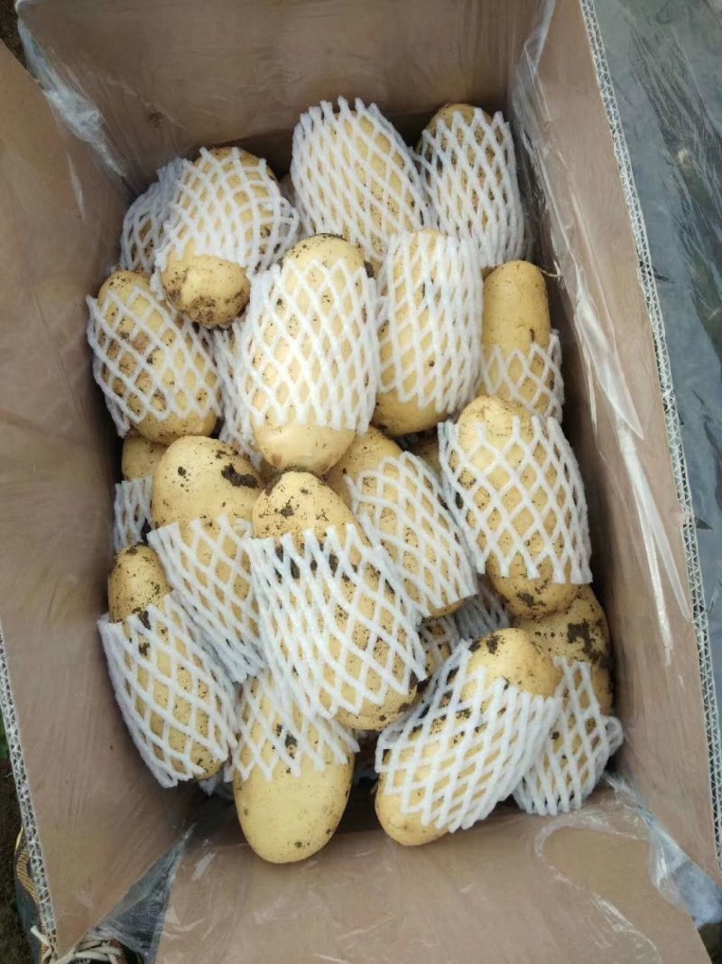 滕州精品土豆，荷兰，V7，沃土，黄皮黄肉，每斤加一毛包邮