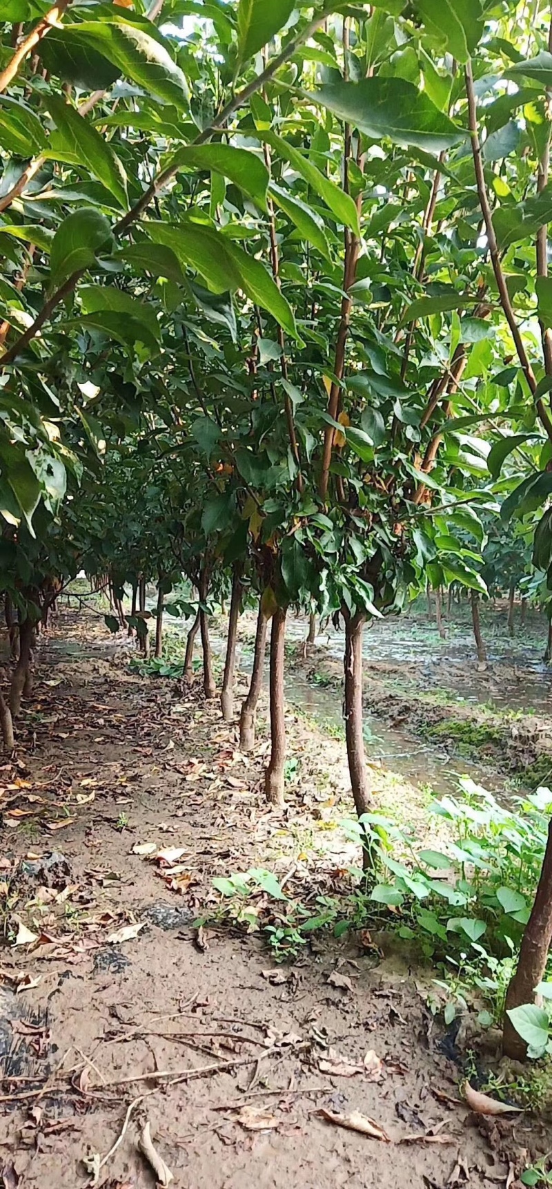 杏树