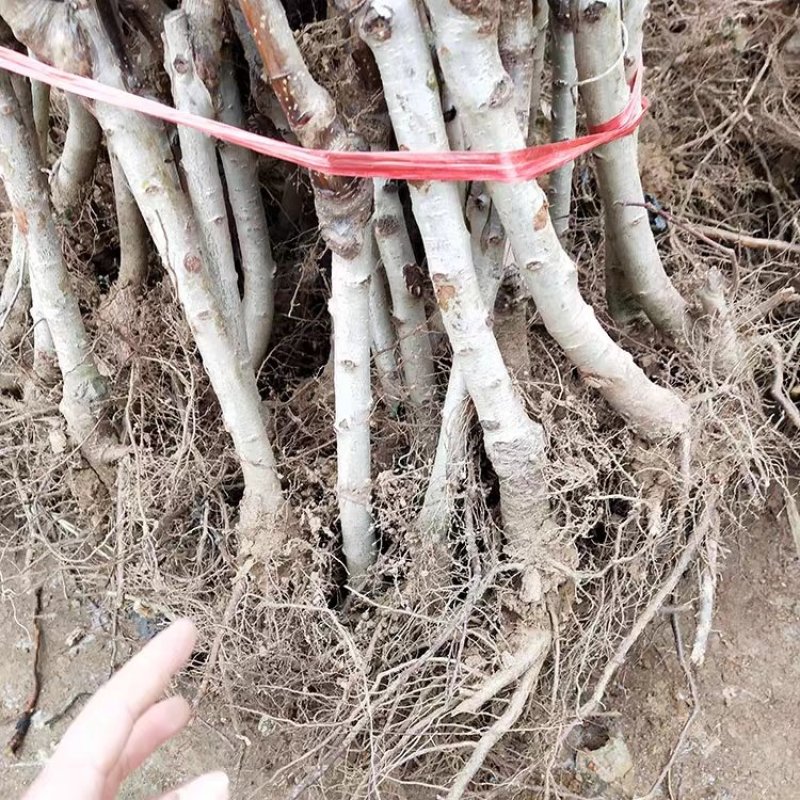 大棉球山楂苗盆栽地栽山楂果树苗当年结果四季南北方种植