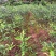 香橙占木50万株接受定向嫁接各种优新柑橘苗