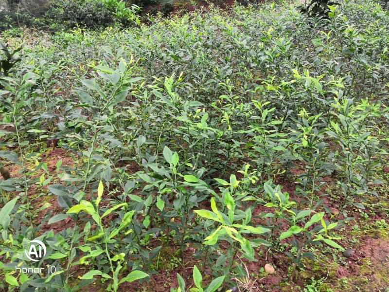 香橙占木50万株接受定向嫁接各种优新柑橘苗