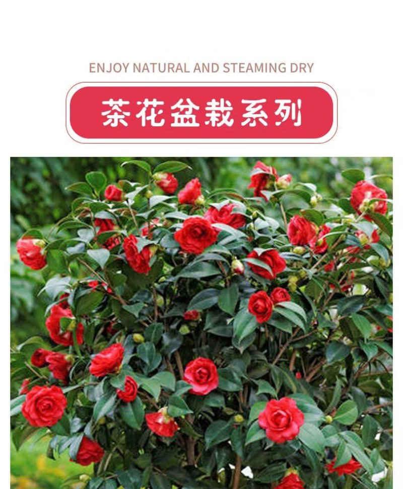 名贵盆栽茶花小苗山茶花小苗大红茶花苗茶花球耐冬冻