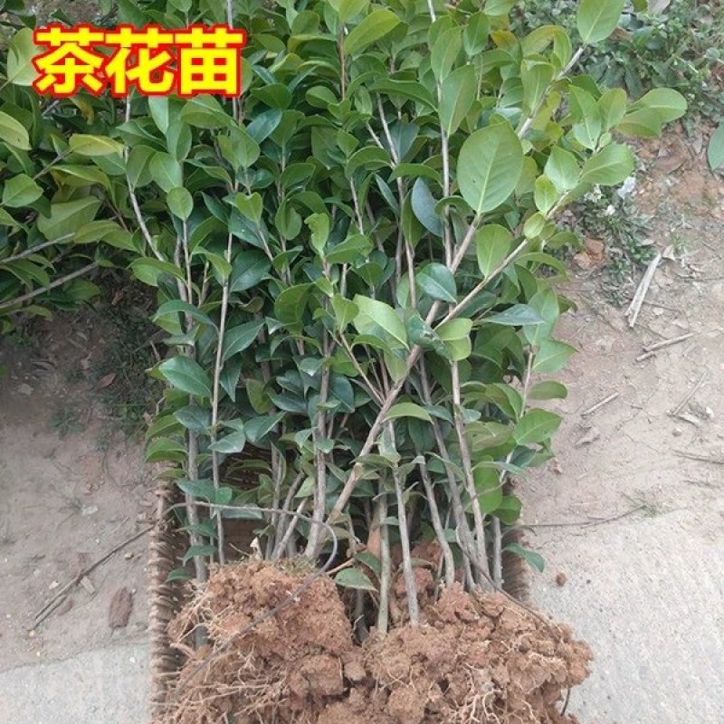名贵盆栽茶花小苗山茶花小苗大红茶花苗茶花球耐冬冻