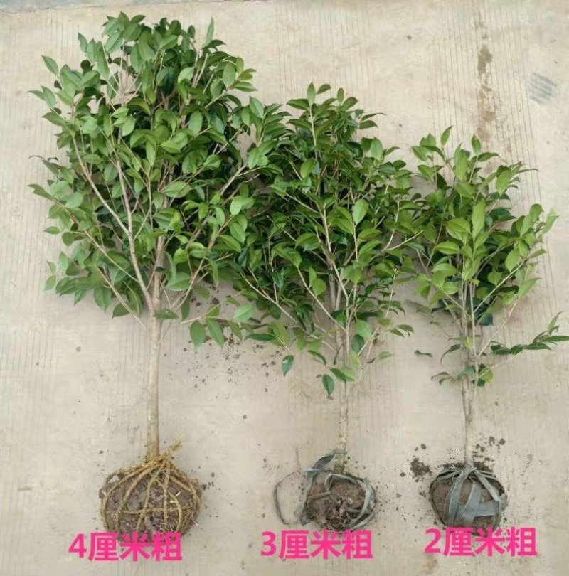 名贵盆栽茶花小苗山茶花小苗大红茶花苗茶花球耐冬冻