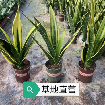 黄金兰，基地直销，带加仑盆发货，整箱销售，15盆/箱