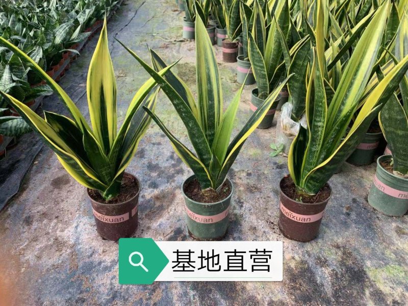 黄金兰，基地直销，带加仑盆发货，整箱销售，15盆/箱