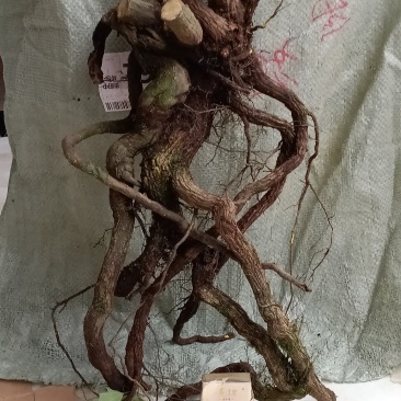 南天竹