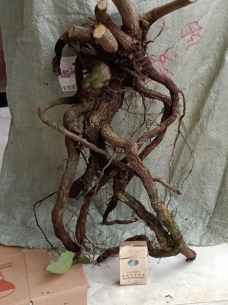 南天竹