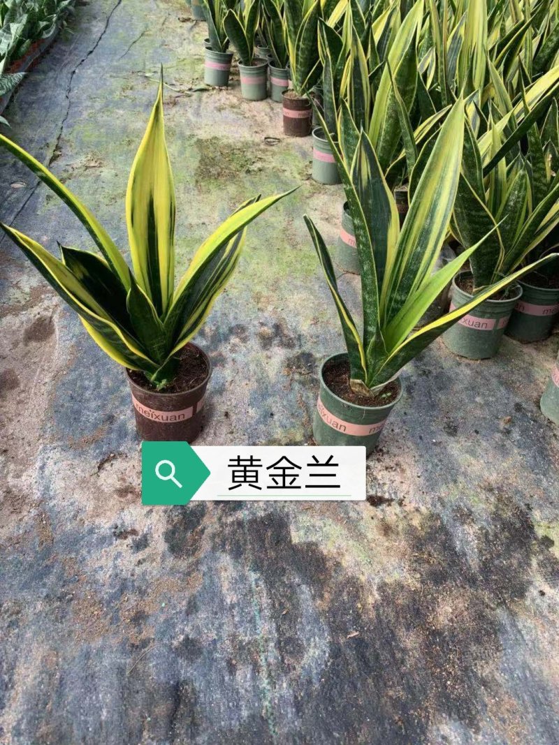 黄金兰，基地直销，带加仑盆发货，整箱销售，15盆/箱