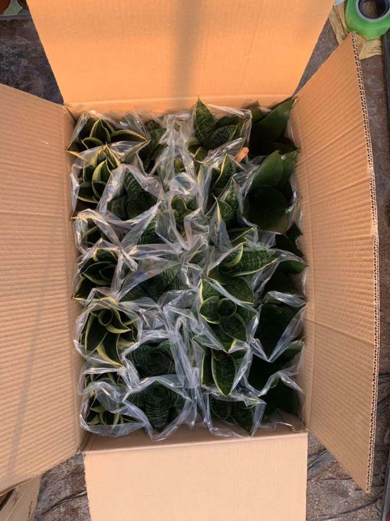 黄金兰，基地直销，带加仑盆发货，整箱销售，15盆/箱