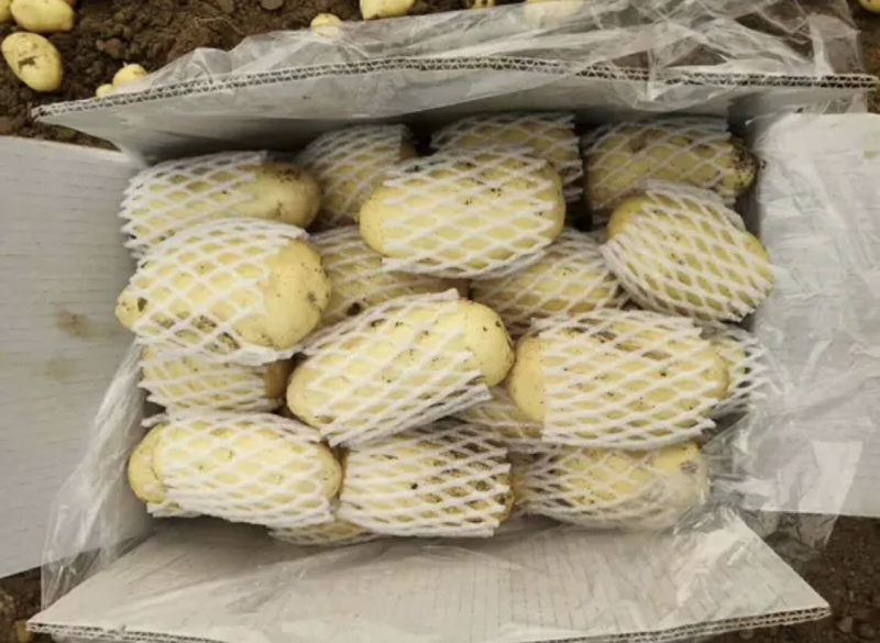 兰陵陆新荷兰15黄心土豆无青头产地直销价格公道