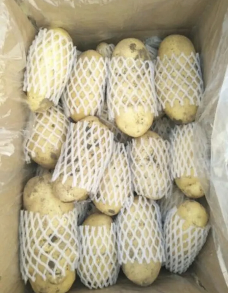 兰陵陆新荷兰15黄心土豆无青头产地直销价格公道